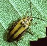 BEETLE1