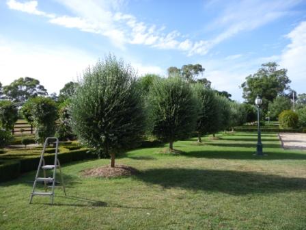 HEDGES3
