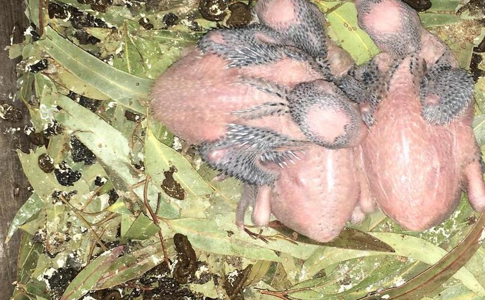 babies2 babies2
