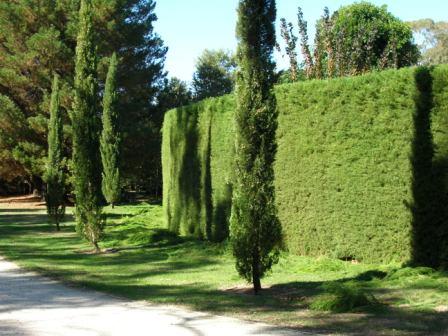 hedge002