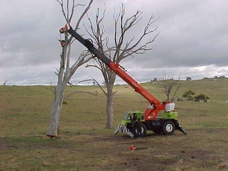 largetreeremoval