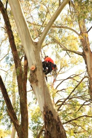 pruning3