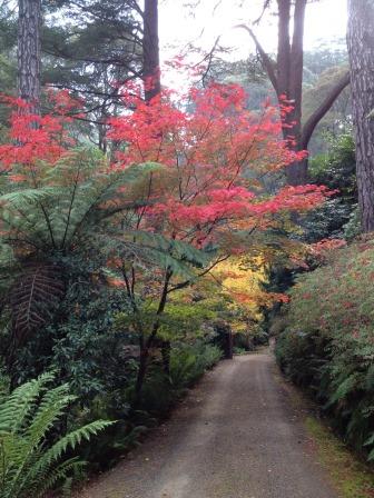 red_foliage