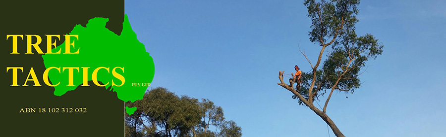 Photo Gallery-Tree Tactics Pty Ltd