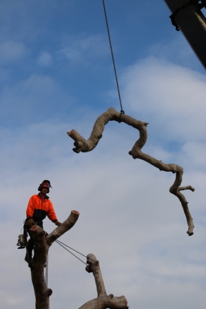 Hume_Redgum_Crane_Removal_21.8_(37)